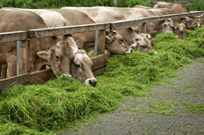 Agriculture